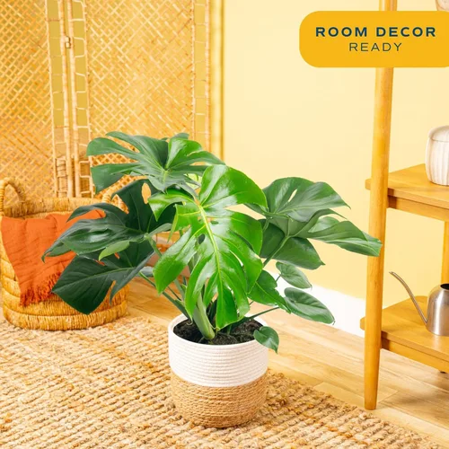 Vista 2 de Costa Farms - Planta interior, filodendro de hoja partida, monstera deliciosa