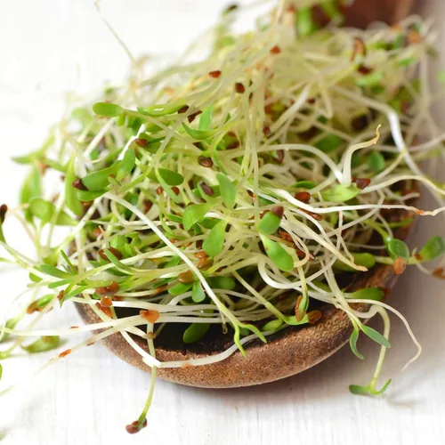 Vista 2 de Semilla de brote de alfalfa orgánico certificado – marca Handy Pantry – semillas de alta germinación comestibles - jardinería, cultivos