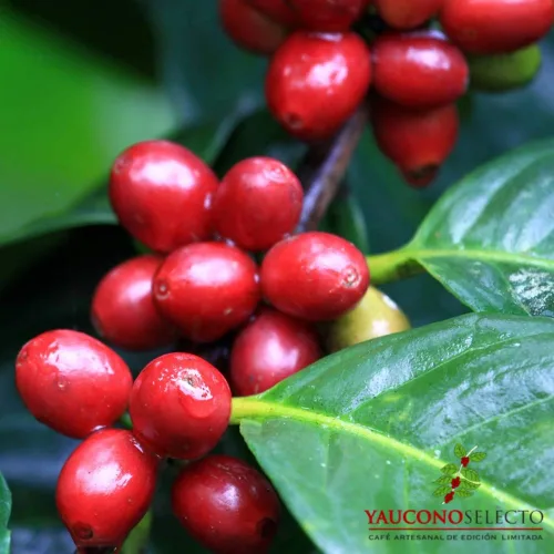 Vista 2 de Yaucono Selecto Limited Edition Gourmet - Bolsa de café en grano entero, 2 libras (paquete de 1)