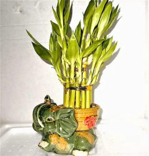 Vista 2 de Jarrón de cerámica de elefante de tamaño mediano con planta de bambú de la suerte de 2 niveles de 4 pulgadas y 6 pulgadas