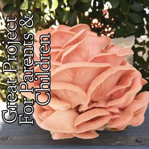 Vista 5 de Cuatro kits de cultivo de hongos todo en uno, ostra amarilla, ostra azul, ostra de Florida y ostra rosa