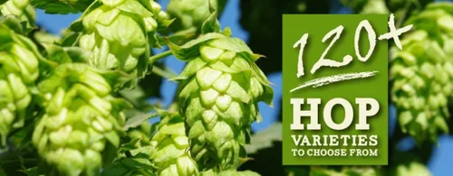 Vista 6 de HOPS CASCADE 8oz FÁBRICA DE PELLET HOPS embalado en fábrica para elaboración de cerveza American Craft