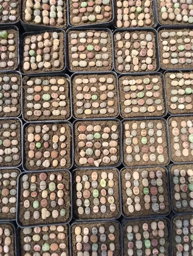 Vista 3 de Lithops - Kit de semillas de 25 semillas con plántulas vivas y germinación (paquete de 25 + 5 plántulas vivas + kit de germinación)