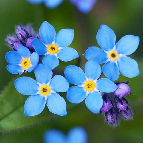 UtopiaSeeds Forget Me Not Seeds - Aproximadamente 5000 semillas - Cubierta de suelo tolerante a la sombra