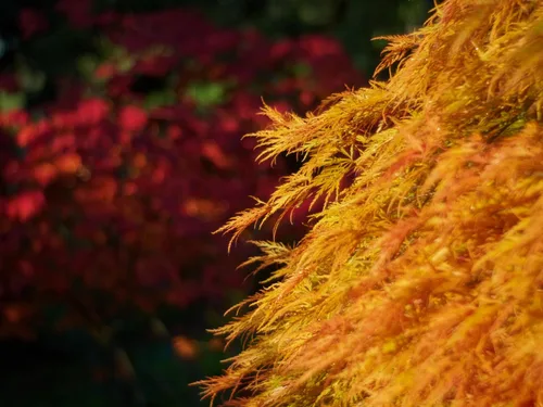 Vista 9 de 10 Weeping LACELEAF Maple Japanese Acer Palmatum Dissectum Green Yellow Red Tree Seeds