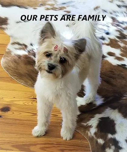 Vista 3 de Newnak's Pet Caskets - Ataúd para mascotas blanco/morado, 3 tamaños -Memorial de entierro de pérdida de mascotas - Ataúd de mascotas para perros