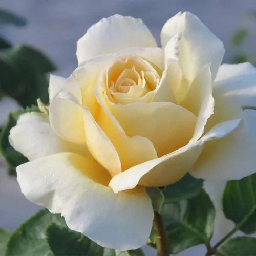 Vista 6 de Rosas de té híbridas de reliquia, planta de raíz propia, Eleganza® Winter Sun Sol de invierno Eleganza
