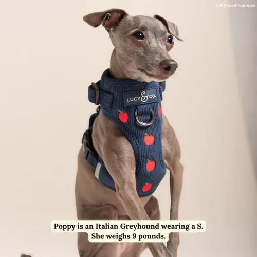 Vista 6 de Lucy & Co. Appley Ever After - Arnés de pana para perro, sin tirones, talla Appley Ever After Corduroy