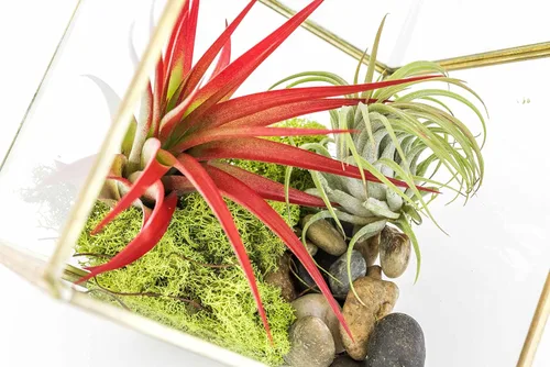 Vista 2 de Heptaedron - Kit de terrario geométrico de vidrio con abdita e ionantha rojas, soporte para plantas de aire Tillandsia, planta