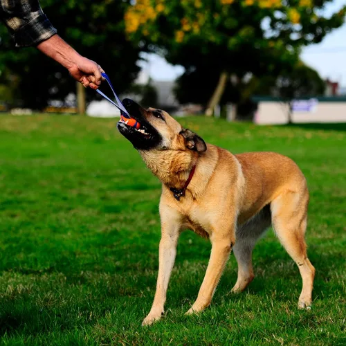 Vista 3 de Chuckit! Ultra Duo - Juguete para perro para remolcar, pequeño juguete para interiores y exteriores