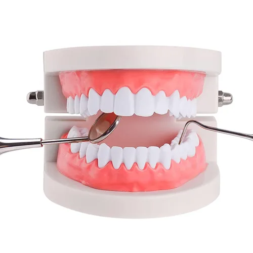 Modelo de dientes estándar, YOUYA DENTAL Kids Dental Dental Teeth Teaching Brushing Model Dientes Material de estudio para adultos Modelo estándar