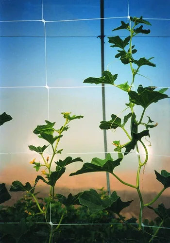 Vista 9 de TENAX 1A150281 Hortonova Plant Trellis Network, 48" x 1,000' Blanco