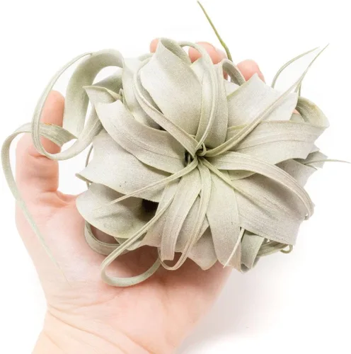 Plantas de aire Xerographica Seedling de 2 a 4 pulgadas de ancho – Tillandsia suculentas plantas de interior – disponibles al por mayor y a granel –