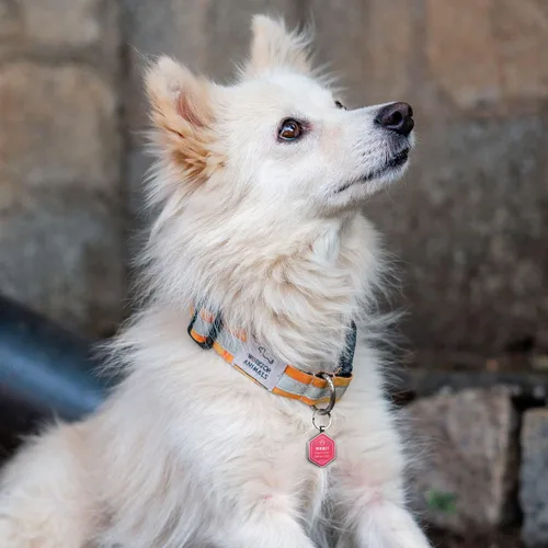 Vista 6 de Etiquetas de identificación personalizadas para perros con código QR, etiquetas de identificación para mascotas, etiquetas de identificación