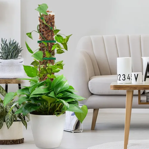 Vista 8 de EOX 2 postes de musgo de plástico de 24 pulgadas para Monstera, postes grandes en forma de D para plantas trepadoras, funcionan con musgo esfagnum