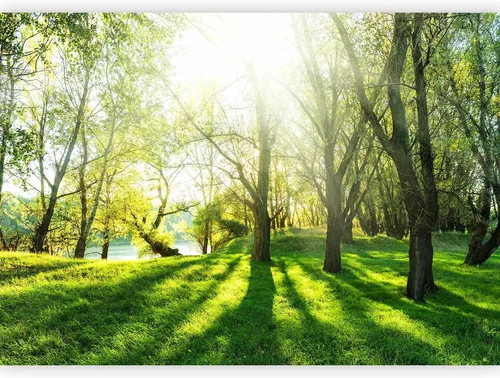 Vista 12 de artgeist Mural de pared Bosque, 77 x 55 pulgadas, papel tapiz autoadhesivo XXL, autoadhesivo, extraíble, gran adhesivo, decoración de pared, diseño