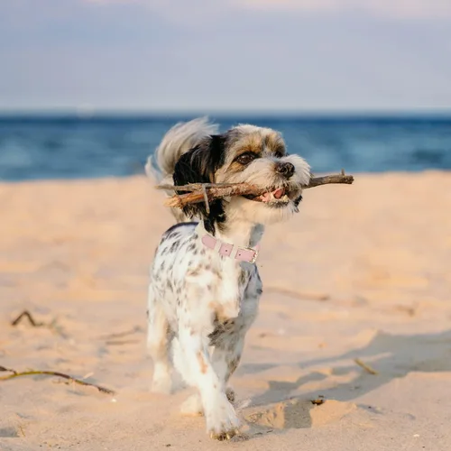 Vista 5 de Collar de cuero para perro, suave, ajustable, duradero, impermeable, con hebilla de metal para cachorros, perros pequeños y medianos, rosa, XS