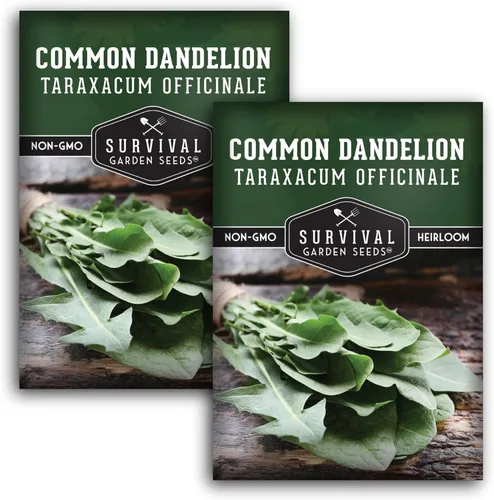 Vista 10 de Semillas comunes de diente de león para plantar – Planta y cultiva verduras nutritivas de diente de león en tu hogar jardín de hierbas o hortalizas
