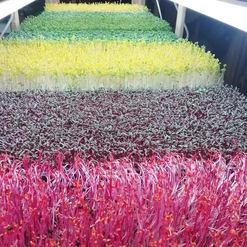 Vista 3 de Bootstrap Farmer - Bandejas Microgreen 1020, paquete de 5 bandejas de semillas extra resistentes y poco profundas con orificios - Cultivo