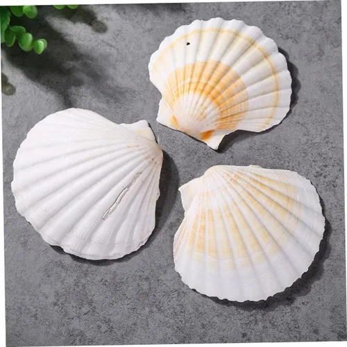 Vista 6 de Didiseaon 2pcs Ocean Decor Scallop Shell Decorations Miniature Shell Decorative Sea Shells Mariposas Decorativas para Pared Ocean Sea Shell Beach