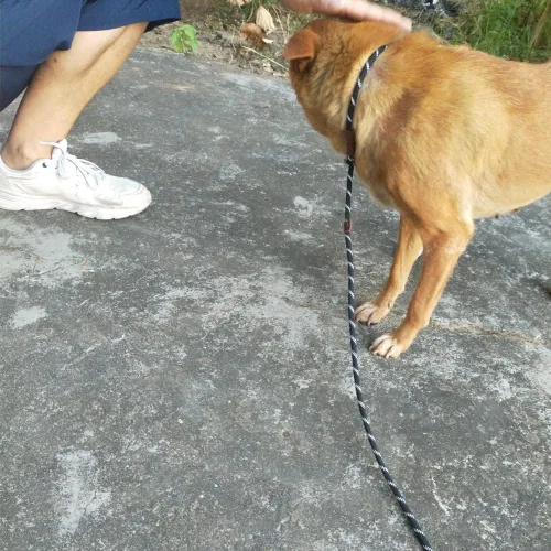 Vista 8 de Correa antideslizante de 7 pies para perros pequeños, correa de entrenamiento para cachorros sin tirones, correa de cuerda antideslizante ligera