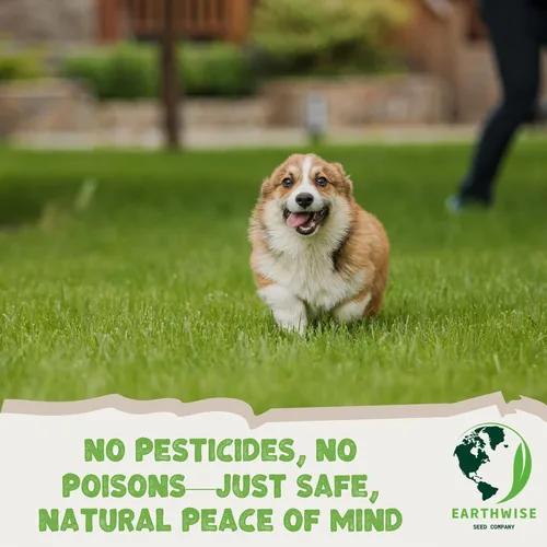 Vista 3 de Earthwise Ultimate Clover - Mezcla de césped de bajo mantenimiento, ecológico, 1 libra, cubre 500 pies cuadrados