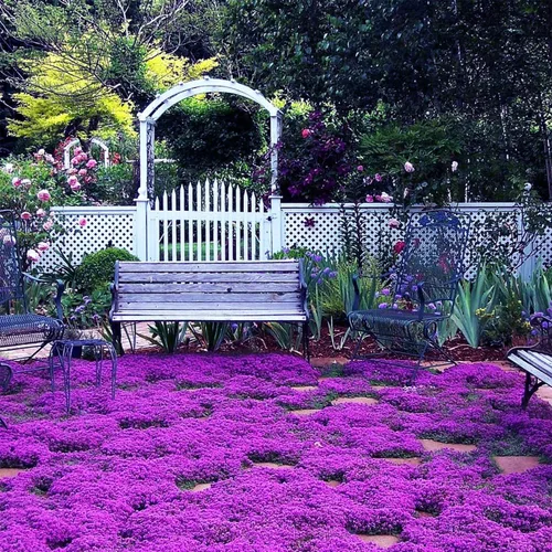 Más de 20000 semillas de tomillo rastrero morado mágico para plantar plantas de cobertura del suelo, flores de reliquia, tomillo perenne, semillas