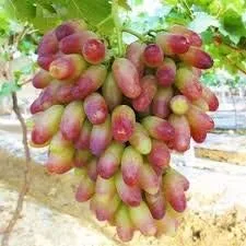Vista 96 de Generic Semillas frescas de la flor de la rosa 100pcs para plantar rosa bebé
