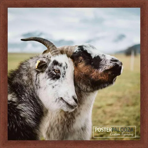 Vista 5 de Poster Palooza 3x3 Inch Traditional Walnut Complete Wood Square Picture Frame with UV Acrylic Plexiglass, Foam Board Backing & Hardware Included