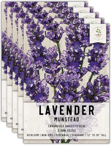Vista 9 de Seed Needs, Munstead - Semillas de lavanda – 500 semillas tradicionales para plantar Lavandula angustifolia – Flores fragantes sin OMG y sin tratar