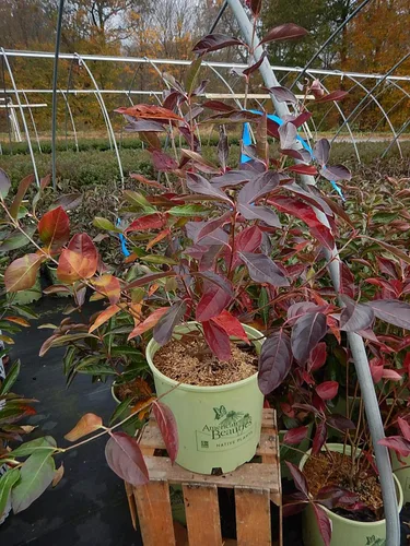 Vista 2 de American Beauties Native Plants Viburnum nudum 'Winterthur' (Witherod) arbusto, recipiente de 3 tamaños, flores blancas con fruta azul