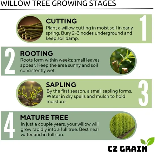 Vista 5 de 4 esquejes de sauce llorón dorado, plantas vivas, hermoso dosel arqueado