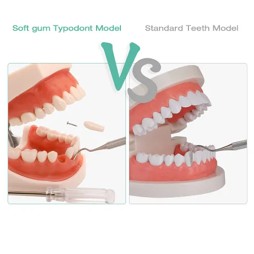 Vista 4 de Modelo de dientes dentales de Typodont – Modelos de dientes dentales de dentista para estudiantes dentales Dientes extraíbles adecuados