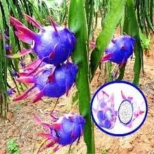Vista 10 de Generic Semillas frescas de flores de petunia 100pcs para plantar azul