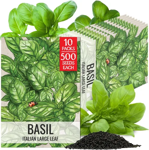 Vista 13 de Seed Needs Sweet Genovese - Semillas de albahaca para plantar, semillas de hierbas culinarias sin OMG y sin tratar para plantar un jardín de cocina