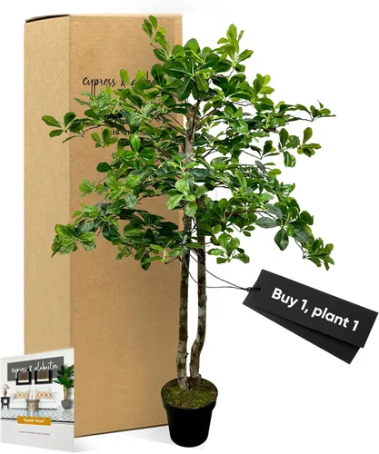 Vista 8 de Cypress & Alabaster Árbol artificial de hoja de olivo negro italiano hecho a mano de 4 pies con troncos de madera real de origen ético