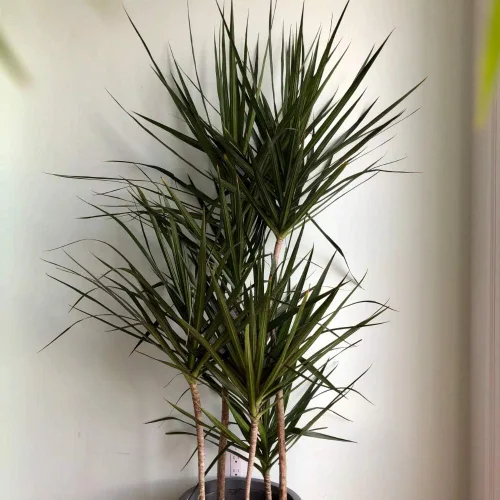 Vista 2 de Dracaena Marginata Cane - Planta viva en maceta de 10 pulgadas - Dracaena Marginata - Planta de limpieza de aire interior de fácil cuidado y bajo