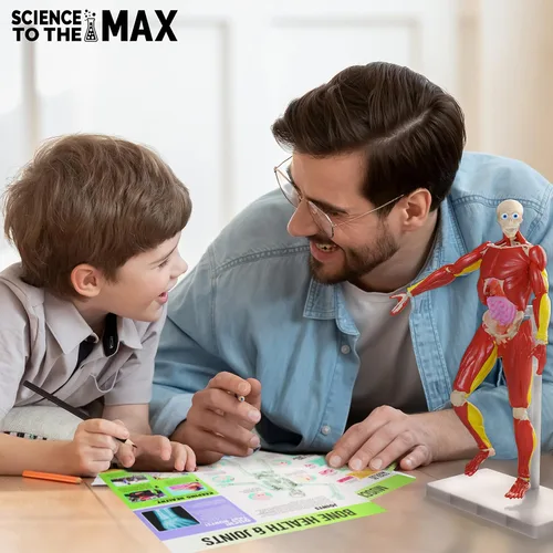 Vista 6 de Be Amazing! Toys Cuerpo humano interactivo, figura de anatomía de 60 piezas totalmente posable, modelo de 14 pulgadas de alto, kit de anatomía