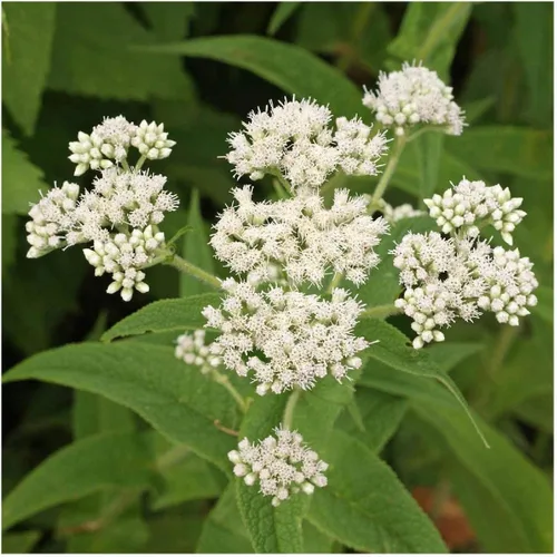 Everwilde Farms - Semillas de flores silvestres nativas Boneset de 1 onza - Gold Vault