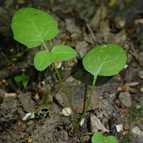 Vista 7 de Seed Needs Semillas de valeriana para plantar plantas de raíz apestosas, sin OMG y semillas de hierbas medicinales perennes sin tratar para plantar
