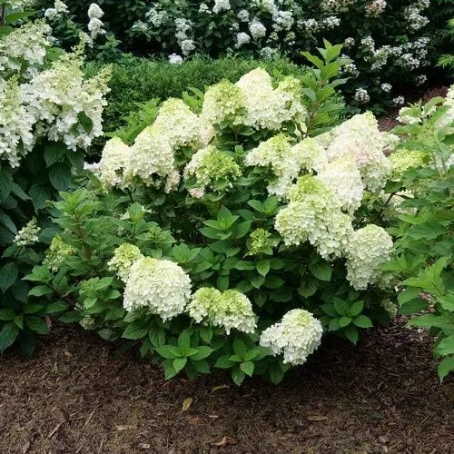 Vista 3 de Proven Winners Hortensia de panícula Little Lime Punch de 4.5 pulgadas (Paniculata), planta viva, flor multicolor, rojo (HYDPRC1217800)