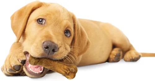 Vista 10 de Nylabone Healthy Edibles Masticables Naturales para Cachorros Golosinas de Larga Duración para Cachorros, Sabor Cordero y Manzana, Pequeño/Regular