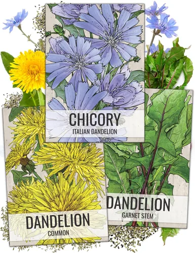 Seed Needs, Colección de Paquetes de Semillas de Diente de León (3 Variedades de Semillas para Plantar) No-GMO y Sin Tratamiento - Diente de León