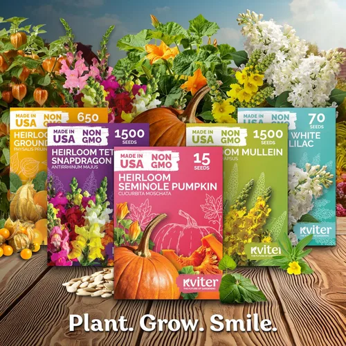 Vista 7 de KVITER 700 semillas de bálsamo de limón para plantar (Melissa Officinalis) - Semillas de hierbas medicinales orgánicas y tradicionales - Cultivar