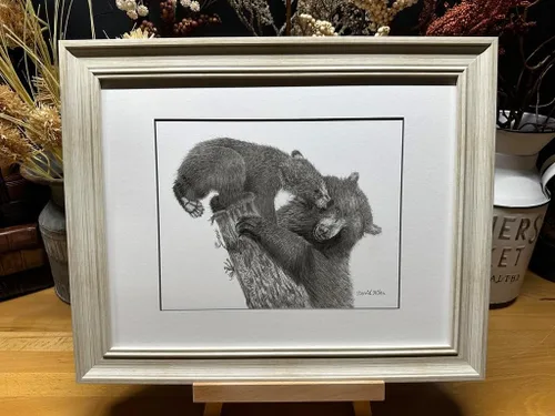 Black Bear Nature Wildlife Graphite Pencil Art Sketch Drawing Print Picture Limited Edition ~ Titled 'Playful Beginnings' by David Allen (11x14