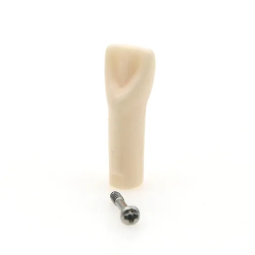 Vista 4 de Modelo de estudio de dientes de práctica de Typodont dental, modelo de estudio, dientes de repuesto individual, enseñanza de estudiantes, 11#