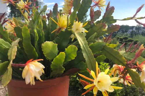 Vista 4 de Corte de cactus de orquídea Epiphyllum amarilla, 8 pulgadas a 10 pulgadas de largo, planta suculenta viva, sin raíz