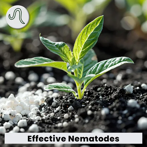 Vista 4 de The Environmental Factor NemaKnights Nematodos de Liberación Lenta - Control Biológico de Plagas para Mosquitos de Hongos, Arañuelas, & Moscas