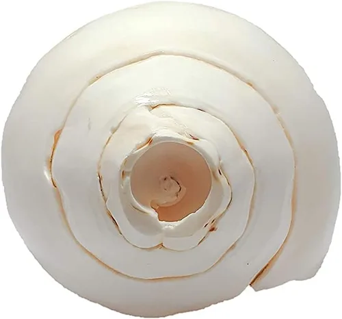 Vista 3 de Himalayan Craft Loud Blowing Original Conch Shankh 5 pulgadas grande blanco mejor para Pooja, decoración, meditación de sonido y curación concha