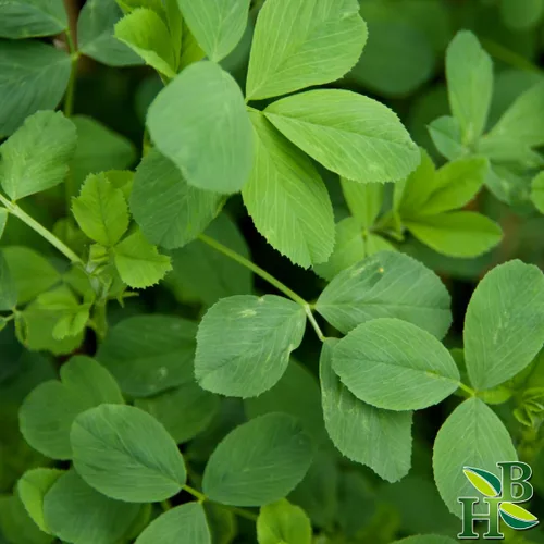 Vista 2 de Hoja de alfalfa c/s 4oz